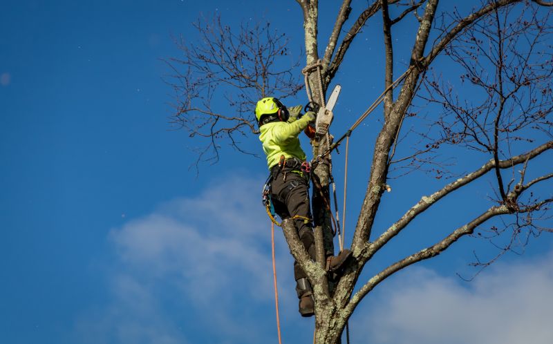 Branch Pruning