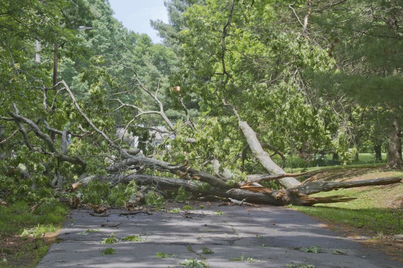 Fallen Tree Blocked Driveway