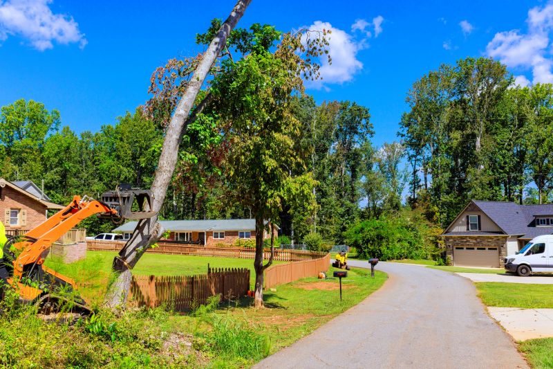 Tree Removal in a Backyard