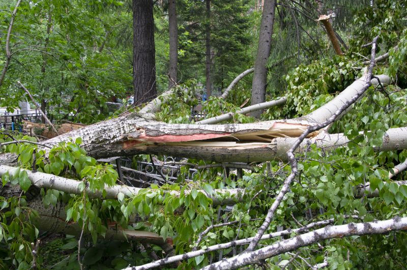 Fallen Tree Removal in Duluth, MN