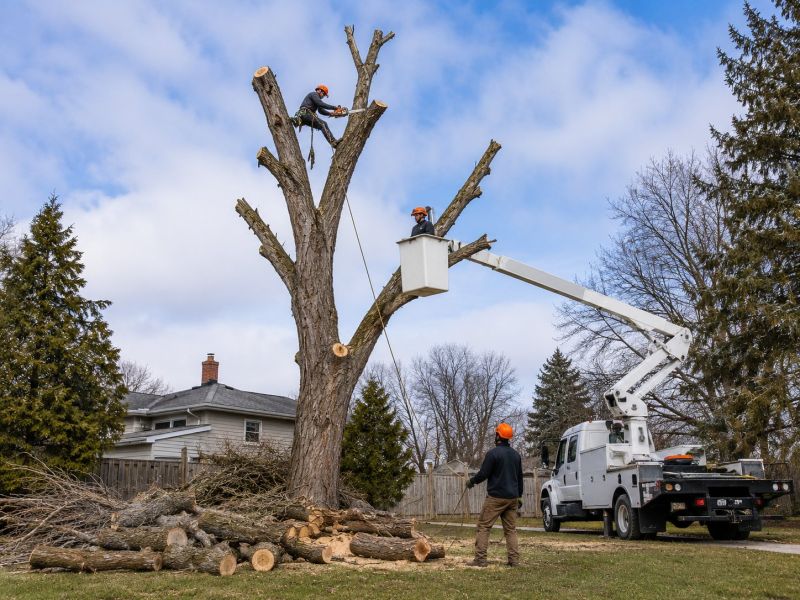 Hickory Tree Removal in Montgomery County, PA