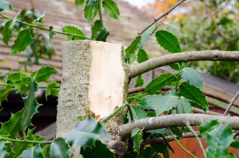 Hickory Tree Removal