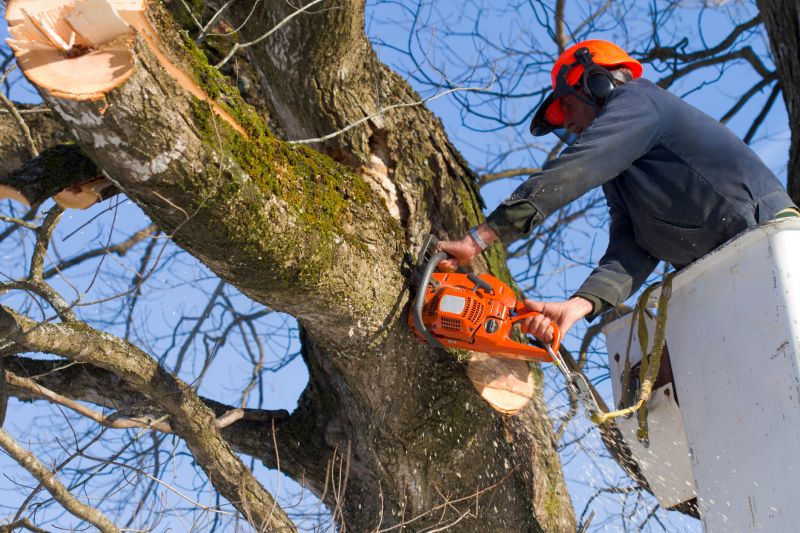 Hickory Tree Removal in Winter