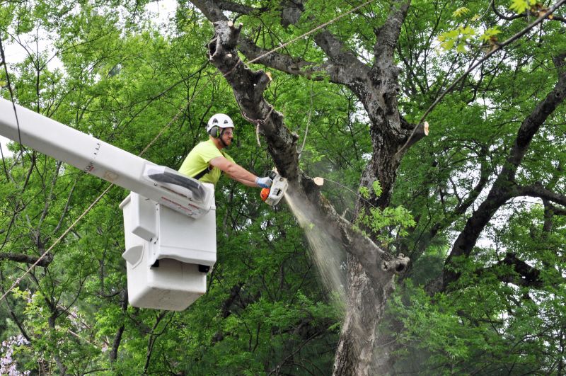 Clearing a Large Hickory Tree