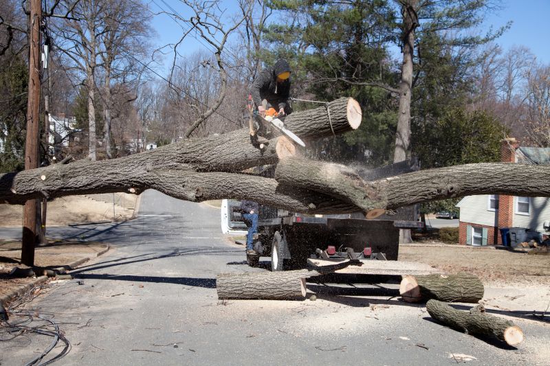 Maple Tree Removal in Montgomery County, PA