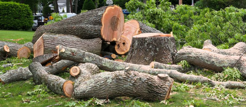 Tree Removal Service in Montgomery County, PA