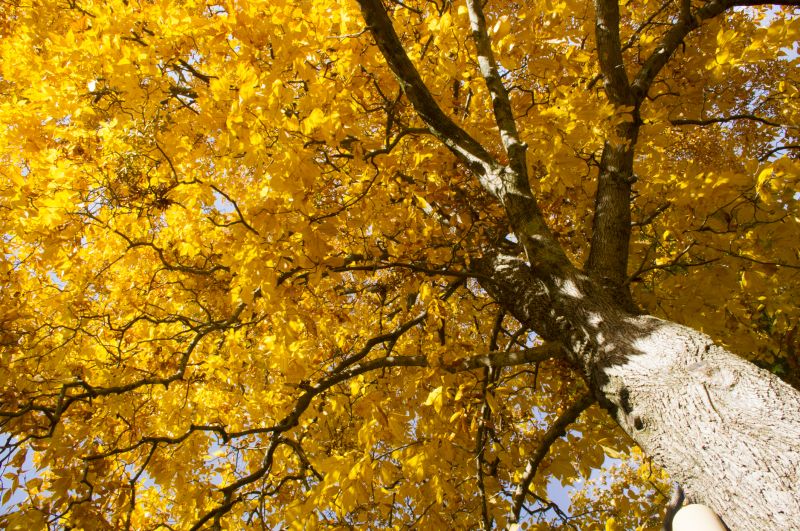 Enhances landscape aesthetics by clearing space for new growth.