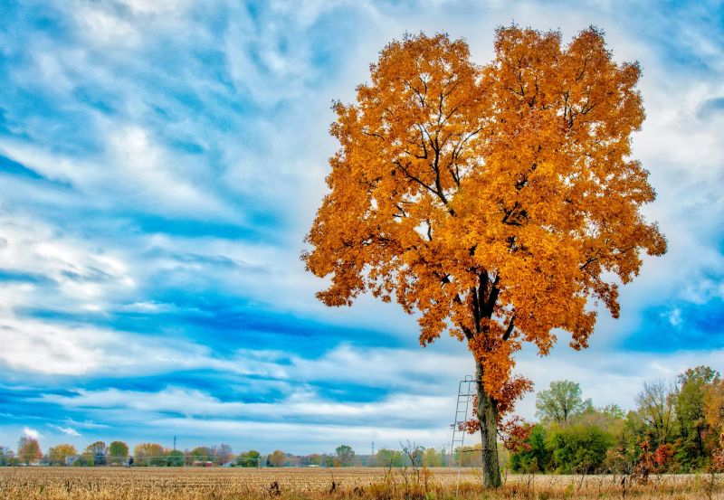Prevents property damage from fallen or leaning hickory trees.