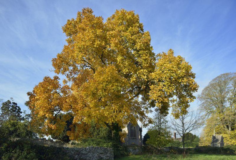 Reduces pest and disease risks associated with dead hickory trees.
